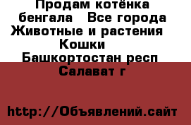 Продам котёнка бенгала - Все города Животные и растения » Кошки   . Башкортостан респ.,Салават г.